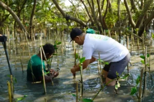 Penanaman 300 Pohon Mangrove di Kawasan Ekowisata Wonorejo