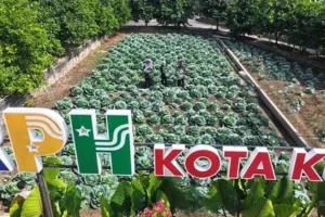 Panen Sayur di RPH, Mbak Wali Dorong Gerakan Ketahanan Pangan dan Gizi
