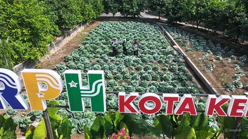 Panen Sayur di RPH, Mbak Wali Dorong Gerakan Ketahanan Pangan dan Gizi