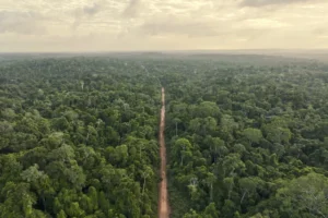 Hutan Tropis Terancam Kehilangan Kemampuan Serap Karbon Akibat El Nino