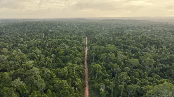 Hutan Tropis Terancam Kehilangan Kemampuan Serap Karbon Akibat El Nino