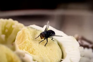 Makanan Dihinggapi Lalat, Masih Aman Dimakan atau Harus Dibuang?