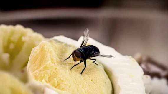 Makanan Dihinggapi Lalat, Masih Aman Dimakan atau Harus Dibuang?