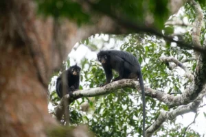 Spesies Baru Monyet Berbibir Oranye Ditemukan di Kongo