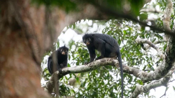 Spesies Baru Monyet Berbibir Oranye Ditemukan di Kongo