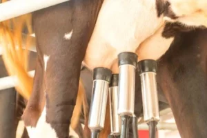 Ilmuwan Temukan Cara Produksi Protein Susu Sapi dari Tanaman