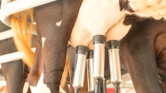Ilmuwan Temukan Cara Produksi Protein Susu Sapi dari Tanaman