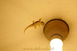 Tanda Kekuasaan Allah pada Cicak dan Anak Burung Gagak