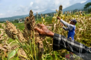 Pakar usul pengembangan bioetanol dari sorgum agar tak ganggu pangan