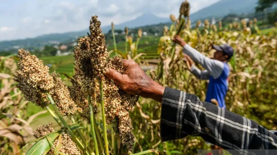 Pakar usul pengembangan bioetanol dari sorgum agar tak ganggu pangan