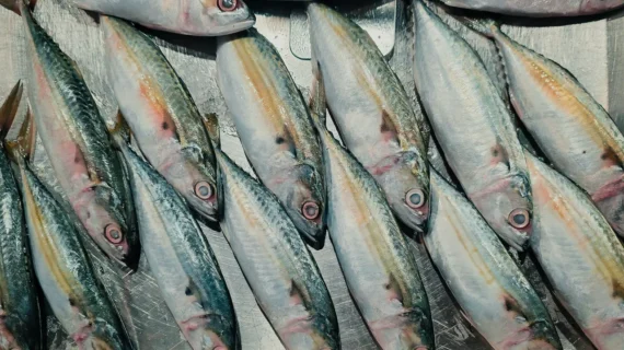 Protein Hewani Tak Harus Mahal, Ikan Kembung Bisa Jadi Pilihan