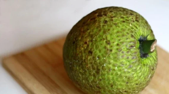 Sukun Berpotensi Jadi ‘Superfood’, Ini Manfaatnya