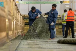 Alasan Karpet Masjid Nabawi Tetap Bersih Meski Dilalui Jutaan Jemaah