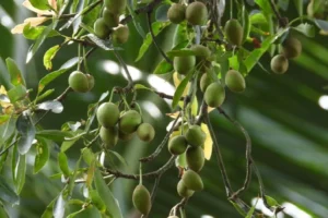 Tanaman Tamanu dari Sulawesi Ternyata Punya Senyawa Bioaktif untuk Kulit, Ini Fakta Ilmiahnya!