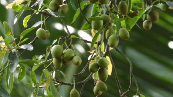 Tanaman Tamanu dari Sulawesi Ternyata Punya Senyawa Bioaktif untuk Kulit, Ini Fakta Ilmiahnya!
