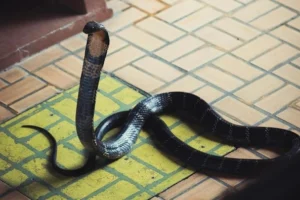 Hentikan Tabur Garam! Ini Cara yang Benar Hadapi Ular Kobra