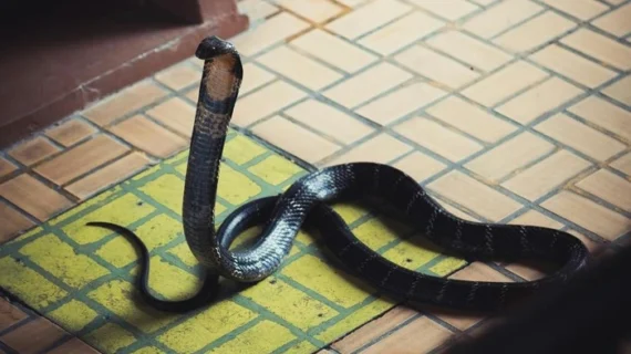 Hentikan Tabur Garam! Ini Cara yang Benar Hadapi Ular Kobra