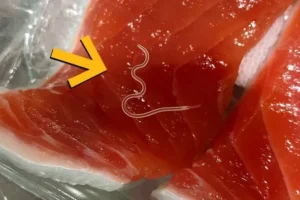 Ngeri! Studi Temukan 96% Tuna Terinfeksi Cacing Parasit